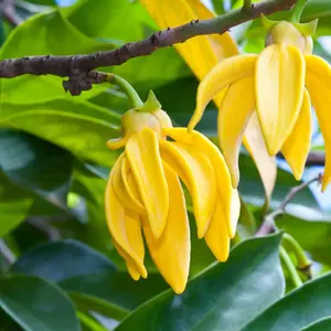 Ylang ylang